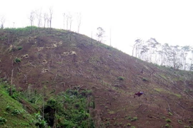 Rừng bị triệt hạ để làm nương rẫy. (Ảnh: Chu Quốc Hùng/TTXVN)