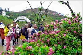 Du khách đến với Lễ hội hoa đỗ quyên. (Ảnh: Thanh Hà/TTXVN)