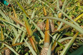 Ảnh chỉ có tính minh họa. (Ảnh: Xuân Tư/TTXVN)