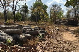 Gỗ tròn do hạt kiểm lâm huyện Ea Súp thu giữ. (Ảnh: Dương Giang/TTXVN)