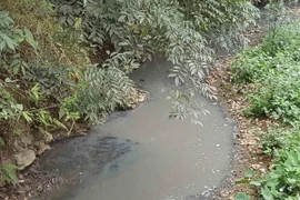 Ảnh chỉ có tính minh họa. (Ảnh: Quân Trang/TTXVN)