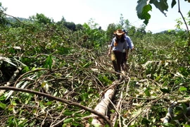Một vạt rừng phòng hộ sau khi bị đốn hạ. (Ảnh: Thế Lập/TTXVN)