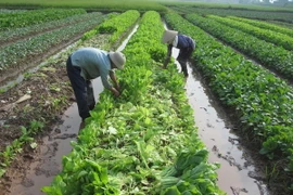 Hà Nội nâng tổng diện tích rau an toàn lên 5.000ha