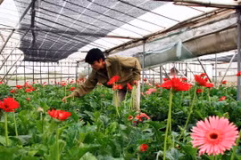 Hà Nội phát huy tiềm năng, lợi thế của nghề trồng hoa