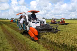 Lúa Thu Đông tại Đồng bằng sông Cửu Long được mùa, được giá