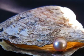 Biến đổi khí hậu gây axít hóa nước biển đe dọa loài trai biển