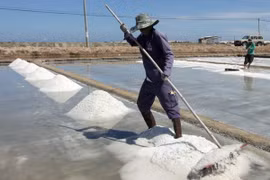 Diêm dân Ninh Thuận lao đao vì giá muối giảm mạnh