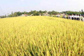 ASEAN +3 tăng cường hợp tác nông nghiệp giai đoạn 2015-2019
