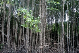 UNEP kêu gọi thiết lập quỹ toàn cầu nhằm bảo vệ cây đước 