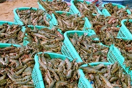 Trà Vinh thu hoạch gần 30.000 tấn tôm, người nuôi lãi khá