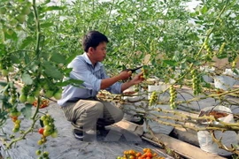 Hỗ trợ 3.000 tỷ đồng cho nông nghiệp công nghệ cao tỉnh An Giang