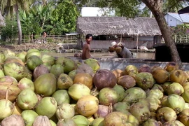 Giá dừa khô trên địa bàn tỉnh Bến Tre tăng giá trở lại