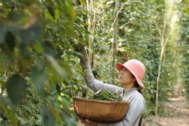 Đặc sản hồ tiêu ở đảo Phú Quốc được mùa, được giá