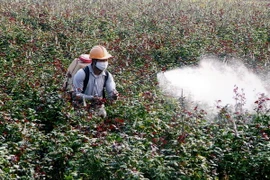 Hà Nội phát triển thương hiệu hoa hồng gắn với vùng đất Mê Linh 