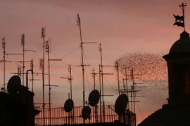 Thành phố Vĩnh Hằng Rome: Hướng đến một "Bầu trời sạch"