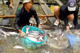 Tái cơ cấu ngành cá tra Việt, hướng tới liên kết chuỗi