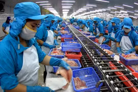 Các cơ sở nuôi cá tra phải đạt chứng nhận VietGap