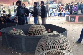 Nghệ An tạm giữ 94 đối tượng tham gia chọi gà đánh bạc