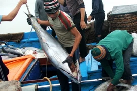 Ngư dân Bà Rịa-Vũng Tàu lo vì "được mùa mất giá"