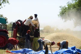 FAO cảnh báo nguy cơ mất an ninh lương thực gia tăng