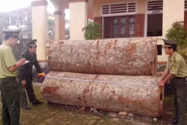 Lâm Đồng khởi tố lái xe chở gỗ lậu đâm chết cán bộ kiểm lâm
