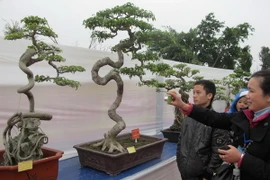 Gần 1.000 tác phẩm tham gia trưng bày nghệ thuật Bonsai