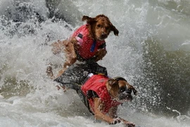 Độc đáo cuộc thi lướt sóng của những chú khuyển ở California