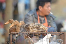 Tỷ lệ nhiễm virus cúm A H1N1 ở thủ đô Bắc Kinh tăng