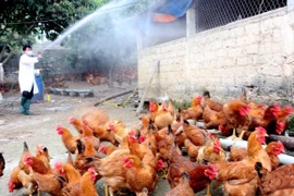 Lào Cai phong tỏa chặt chẽ điểm phát sinh dịch cúm A/H5N6