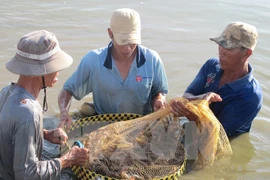 Tôm chết diện rộng ở Tây Nam Bộ, thiệt hại hàng trăm tỷ đồng