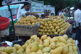 Xoài được mệnh danh “Vua các loài quả” ở đất nước sông Hằng