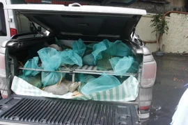 Quảng Ninh bắt giữ 220kg cá thể tê tê vận chuyển trái phép