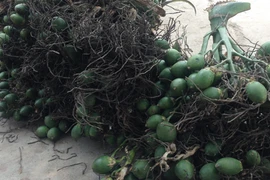 Giá cau tại Quảng Ngãi tăng cao bất ngờ nhờ xuất sang Ấn Độ