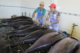 Công nhân sơ chế cá ngừ đại dương tại Cảng cá Tam Quan, huyện Hoài Nhơn. (Ảnh: Viết Ý/TTXVN)