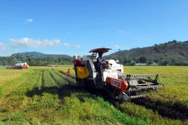 Nông dân huyện Tri Tôn đang thu hoạch vụ lúa hè thu 2015 bằng máy gặt đập liên hợp. (Ảnh: Mạnh Linh/TTXVN)