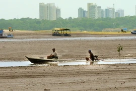 Brazil triệt phá nhóm lâm tặc lớn nhất chuyên phá rừng Amazon