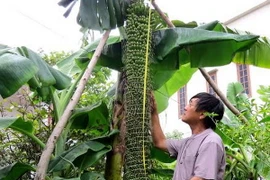 Cây chuối lạ trổ buồng dài 2m với gần 200 nải tại Quảng Bình