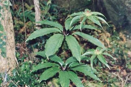 Thất diệp nhất chi hoa: Giá đắt, công dụng vẫn còn mơ hồ