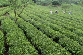 Chè nguyên liệu được giá và giữ mức ổn định tại Lâm Đồng