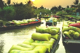 Hậu Giang: Giá lúa thương phẩm tăng cao nhất trong 3 năm