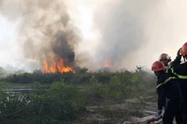 Quảng Ngãi: Cháy rừng do bất cẩn, hai người nhập viện