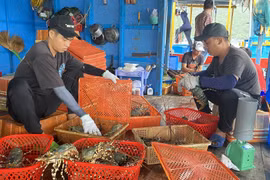 Hiện nay, hàng trăm tấn tôm hùm bông ở vùng nuôi các tỉnh Nam Trung Bộ đang bị tồn đọng. (Ảnh: Tường Quân/TTXVN)
