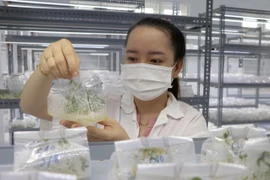 Sản xuất, kinh doanh giống được quy định khá chặt chẽ. (Ảnh: Xuân Triệu/TTXVN)