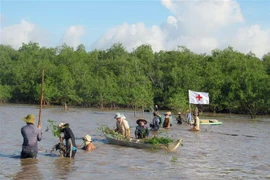 Trồng rừng ngập mặn. (Ảnh: Trung Hiếu/TTXVN)