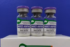 Hoa Kỳ hỗ trợ Việt Nam sản xuất vaccine dịch tả lợn châu Phi. (Ảnh minh họa: Vietnam+)