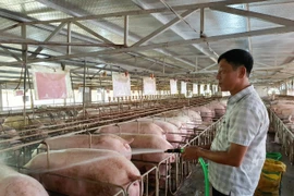 Việc phát triển vùng an toàn dịch bệnh đóng vai trò rất quan trọng trong việc xuất khẩu các sản phẩm chăn nuôi. (Ảnh: PV/Vietnam+)