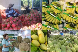 Xuất khẩu rau quả sang Trung Quốc đã cải thiện trong ba tháng đầu năm. (Ảnh minh hoạ: PV/Vietnam+)