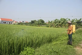 Phun thuốc bảo vệ thực vật phòng trừ sâu bệnh. (Ảnh: Hải Yến/TTXVN)