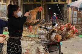 Nguy cơ các chủng virus cúm gia cầm và nhiều loại dịch bệnh truyền nhiễm nguy hiểm khác xâm nhiễm từ nước ngoài lây lan là rất cao. (Ảnh minh hoạ: Vietnam+)