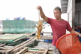 Phía Trung Quốc sẽ tổ chức kiểm tra trực tuyến hoặc trực tiếp đối với cơ sở nuôi tôm hùm bông của Việt Nam. (Ảnh: Đặng Tuấn/TTXVN)